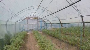 Помидоры в теплице. Садовое - серия 5. Теплица. Полив и удобрения помидора в теплице.