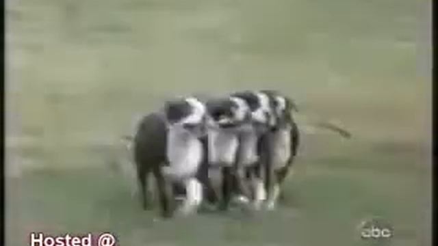 Приколы с животными 2 смотреть онлайн