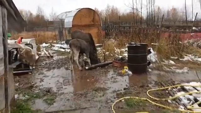 28.10.23. безумству шо поем? смотреть онлайн