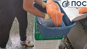 Инъектор автоматический для  посола филе красной и белой рыбы с тонкими иглами корейский CHAMCO