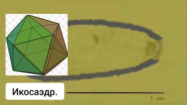 Самый большой вирус в мире