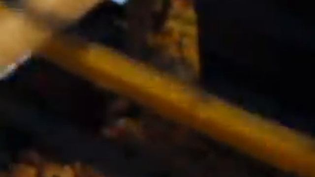 Рисовые и зебровые амадины 20.04.2014 смотреть онлайн