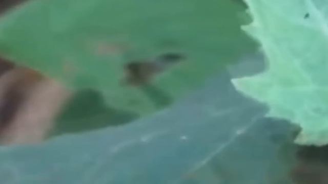 10 Настоящих ФЕЙ Снятых на Камеру смотреть онлайн