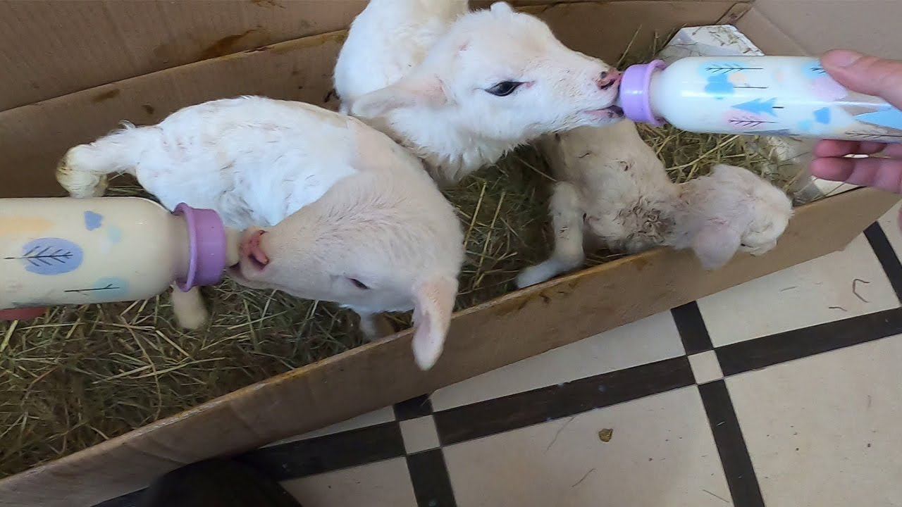 СТАЛО ОЧЕНЬ ПЛОХО ! БАРАШКИ ПЕРЕЕХАЛИ ! смотреть онлайн