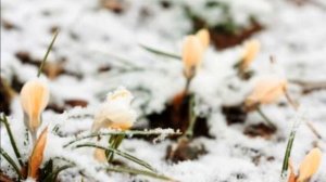 Эдвард Григ. Колыбельная Сольвейг (Г.Ибсен) Кира Владимировна Изотова