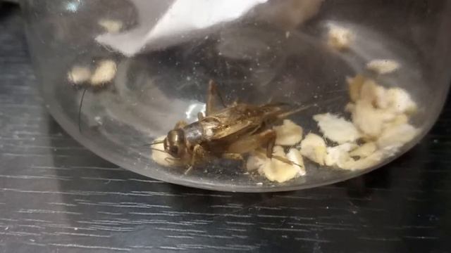 Домашнее жывотное - сверчок смотреть онлайн