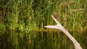 Im Revier des Eisvogels (in the kingfishers territory) / Eisvogel / Jagd / Fisch (4K)
