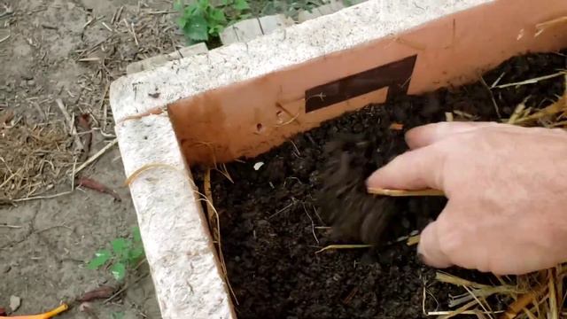 Обработка и подкормка малины и ежевики смотреть онлайн