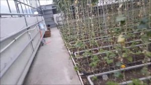 Решил посадить в теплице фасоль и клубнику