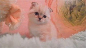 Шотландские котята, скотиш фолд колор-поинт , голубоглазые плюшевые малыши.