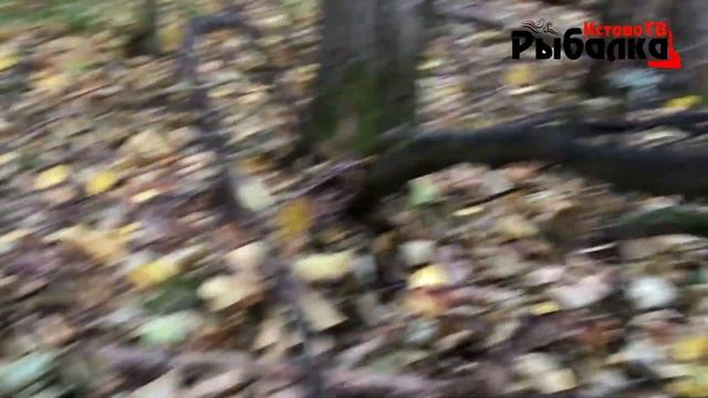 КОСИМ ОПЯТА РЯДОМ С ГОРОДОМ.ТОЧНЫЕ КООРДИНАТЫ СБОРА ГРИБОВ. смотреть онлайн