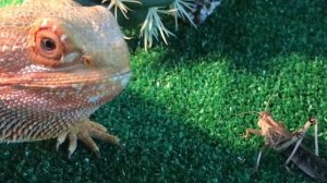 Бородатая агама Ашазсс ест саранчу