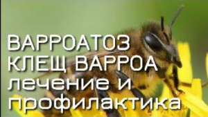 Варроатоз Клещ Варроа Причины, Лечение, Профилактика, Происхождение