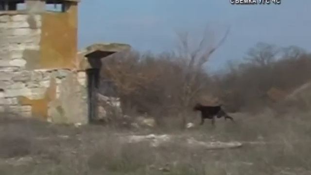 Кинологи -волонтеры смотреть онлайн