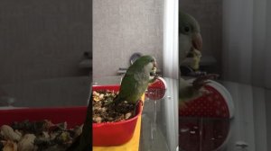 Попугай Калита -Квакер-монах Гуччи