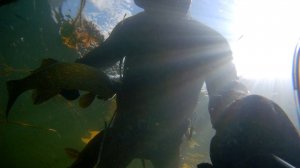Подводная охота в корягах и камышах