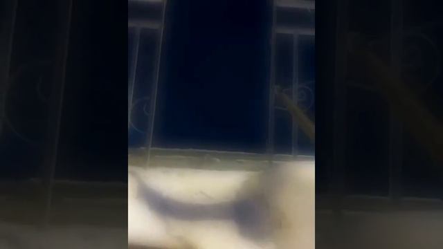 Песня про бимку