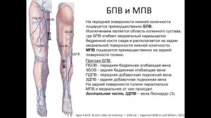 Большая подкожная вена и малая подкожная вена