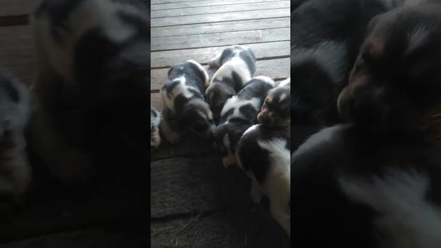 Щенки русской пегой гончей. Будущие охотники и охотницы. смотреть онлайн