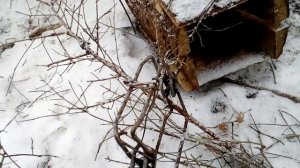 Охота на куницу капканами. Улыбнулась удача!
