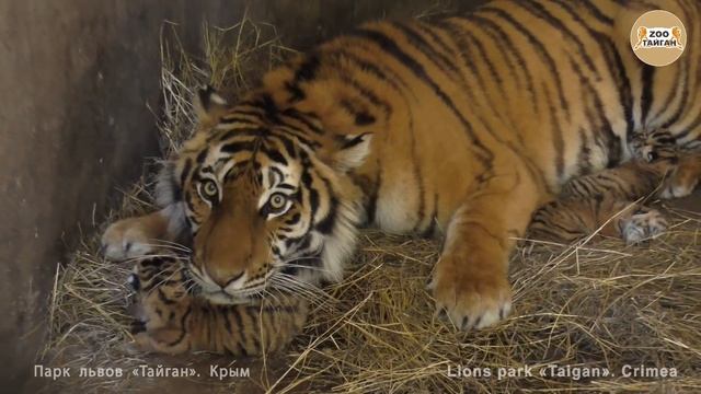 Новорожденных тигрят много не бывает. Newborns tigers do not happen much.