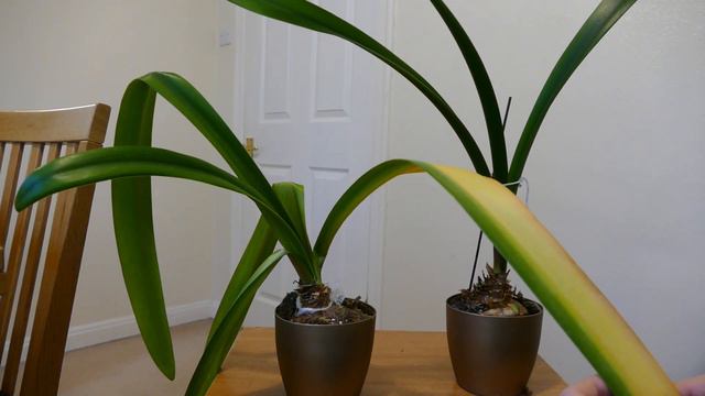 Getting My Amaryllis Ready For Dormancy And Flowering смотреть онлайн