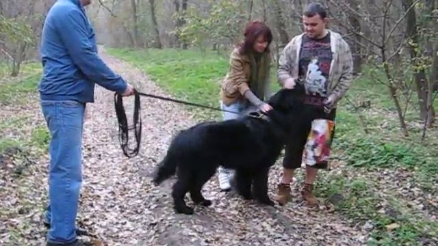 Ньюфаундленд Маркус и прохожие. смотреть онлайн