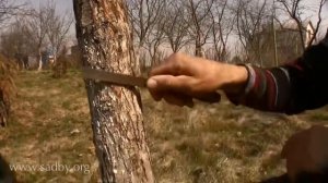 Март уход за плодовыми деревьями  Что обязательно нужно сделать в саду в марте Весенний уход