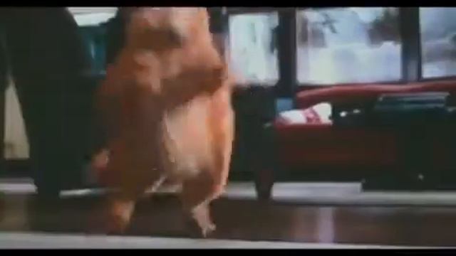 Кот поёт эй толстый