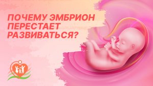 ? Почему эмбрион может остановиться в своем развитии?