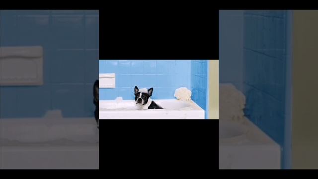 советы начинающим собаководам