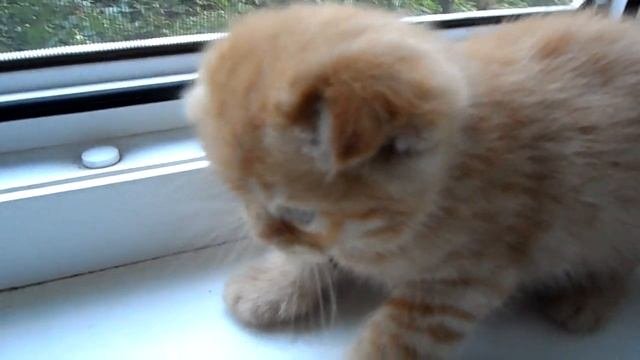 Шотландский вислоухий котёнок, 1 мес.