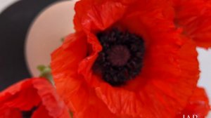 Маки из холодного фарфора. Ручной работы.