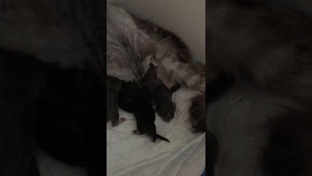 Мейн-кун Ekellin*Fi Eeva второй день новорождённых котят смотреть онлайн