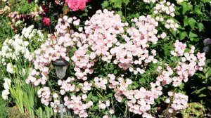 Лучшие розы для парадной клумбы.