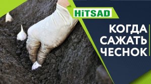 Когда Сажать Чеснок ✔️ Сроки Посева Озимого Чеснока ✔️ Советы От Хитсад ТВ