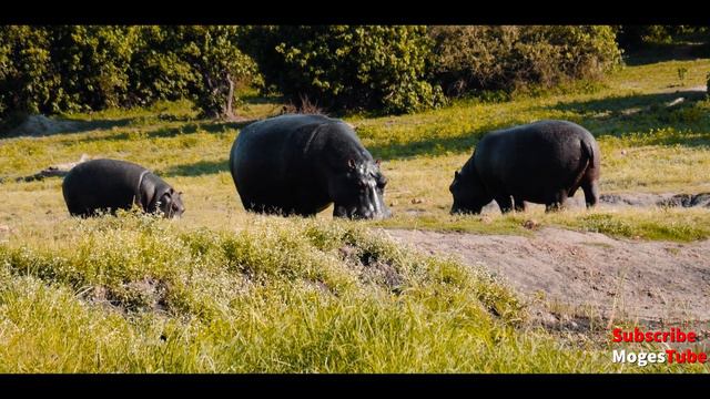 Ethiopia: ምርጥ የአገር ትዝታ አዝማሪ ማሲንቆ - Azmari Masinko  Best Ethiopian Azmari Music Part 85