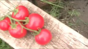 Томат гибрид - Тивай - 12 Ф1 . Август 2017 г //Секреты хороших урожаев.