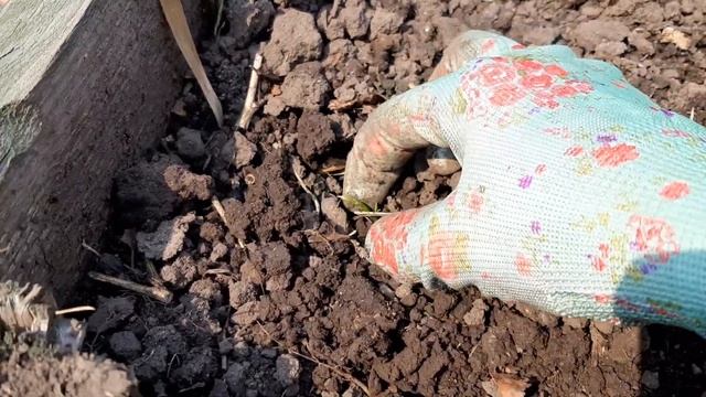 Посадка в грунт лука севка. 06.05.2023 смотреть онлайн