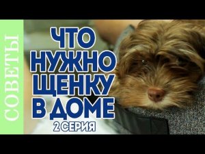 Щенок в доме. Как подготовить дом к появлению щенка.