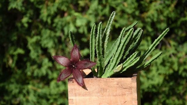 Stapelia grandiflora - a huge hairy flower смотреть онлайн