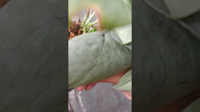 Scindapsus silver flecked mix hero & platinum | Fazza Nursery -- Popular plants смотреть онлайн