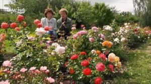 ВЫНОСЛИВЫЕ РОЗЫ для СЕВЕРНОГО САДА. Елена Иващенко / Наталья Петренко