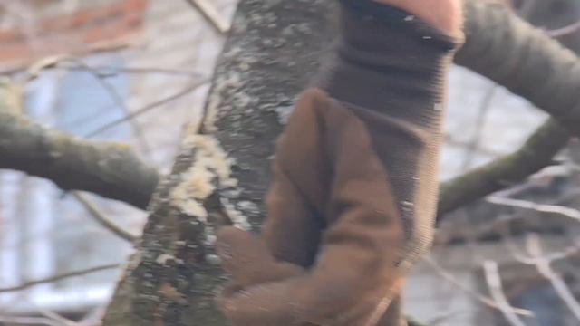 Укорачивание старой вишни весной. смотреть онлайн