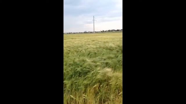 Исчезающий Доберман) смотреть онлайн