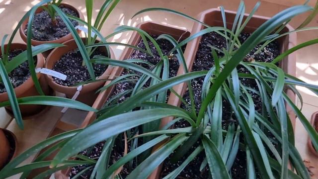 my hippeastrum greenhouse смотреть онлайн