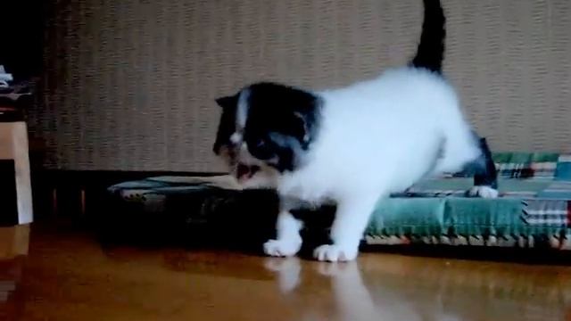 маленький котенок экзотической породы смотреть онлайн