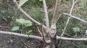 Ficus Religiosa Ground Training Bonsai | Assam Bonsai Tree