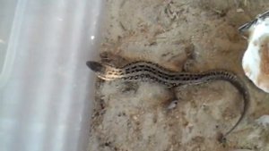 Линька Ящерицы