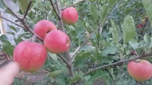 Яблоня летняя сорт Сансе (apple Sansa). Великолепная новинка из Японии.